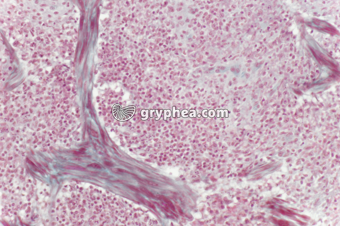 Rate x100 - gryphea.org